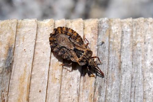 Aradus conspicuus